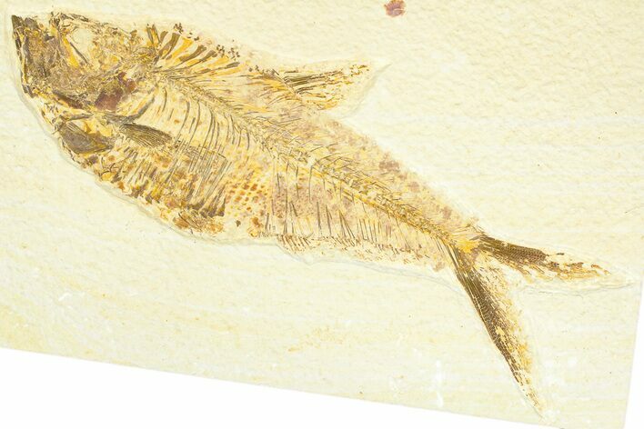 Detailed Fossil Fish (Diplomystus) - Wyoming #367556